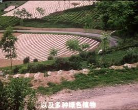 小羔羊